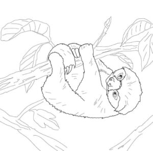 Adorable baby sloth clinging to branch coloring page