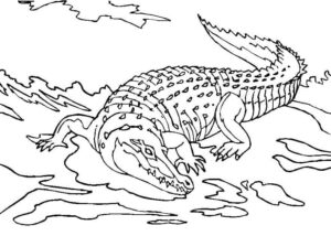 Alligator attack: jaws agap, tail churning coloring page