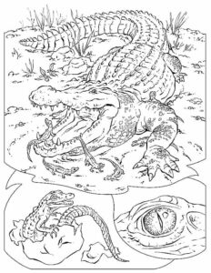 Giant alligator protects young in swamp coloring page