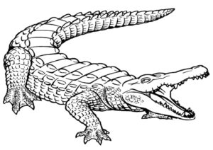 Alligator silhouette: a striking image coloring page