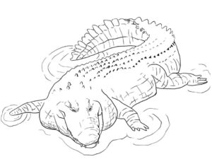 Alligator’s powerful tail cuts through water coloring page