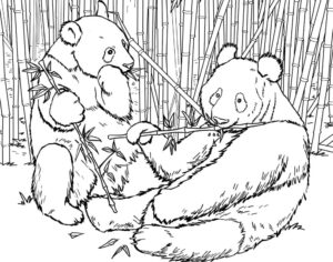 Bears in bamboo: a rare sight coloring page