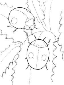 Beetles on a leaf: a close-up coloring page