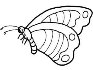 Black body, white wings: butterfly in flight coloring page