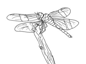 Brown & white dragonfly on a stick coloring page