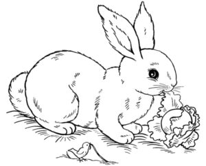 Bunny, birds, and a carrot moment coloring page