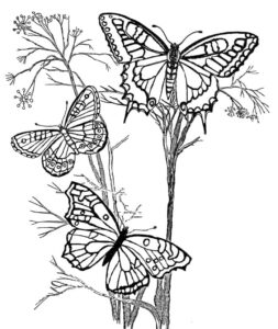 Butterfly diversity on a tree branch coloring page