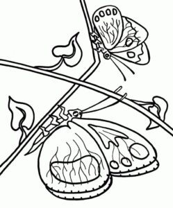 Butterfly takes flight: wings open wide coloring page