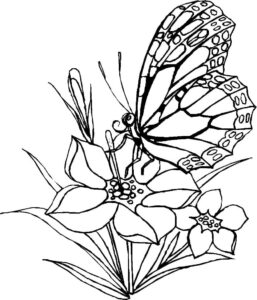 Butterfly on white petal: wings open wide coloring page