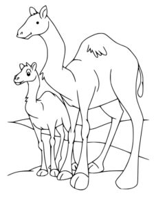 Camel with bag, long-necked friend in desert coloring page