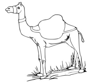 Camel grazes on lush green grass coloring page