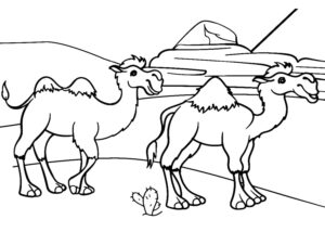 Camels walking side-by-side in desert coloring page