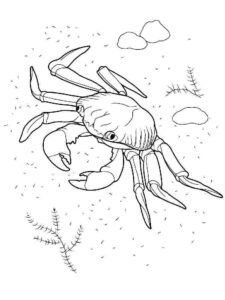 Crab silhouette: a menacing pose coloring page