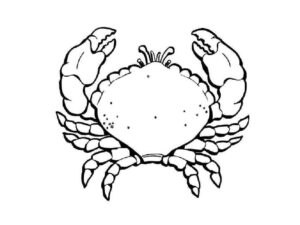 Crab’s white spot: a beacon on the sand coloring page