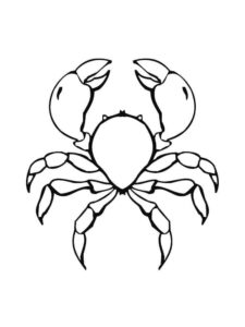 Crab’s gleaming shell: a web of movement coloring page