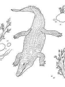 Crocodile’s deadly hunt: jaws slice through water coloring page