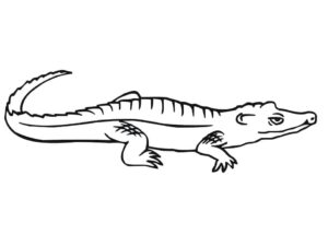 Crocodile lurks: a stark silhouette coloring page