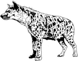 Curious spotted hyena tilts head coloring page