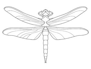 Dragonfly close-up: stunning wing detail coloring page