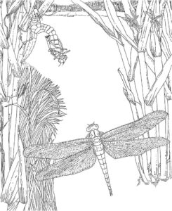 Dragonfly encounter: nature’s silent watch coloring page