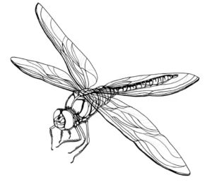 Dragonfly flight: a blur of motion coloring page