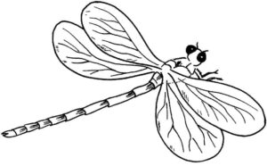 Dragonfly’s gaze: a moment of wonder coloring page