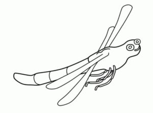 Dragonfly with long wings spreads out coloring page