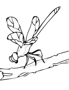 Dragonfly resting on branch: wings open wide coloring page