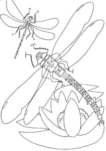 Dragonfly resting on flower: wings open wide coloring page