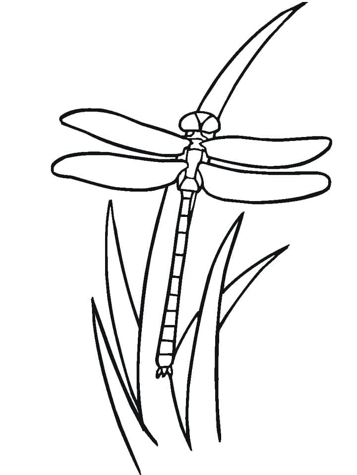 Dragonfly resting on plant coloring page