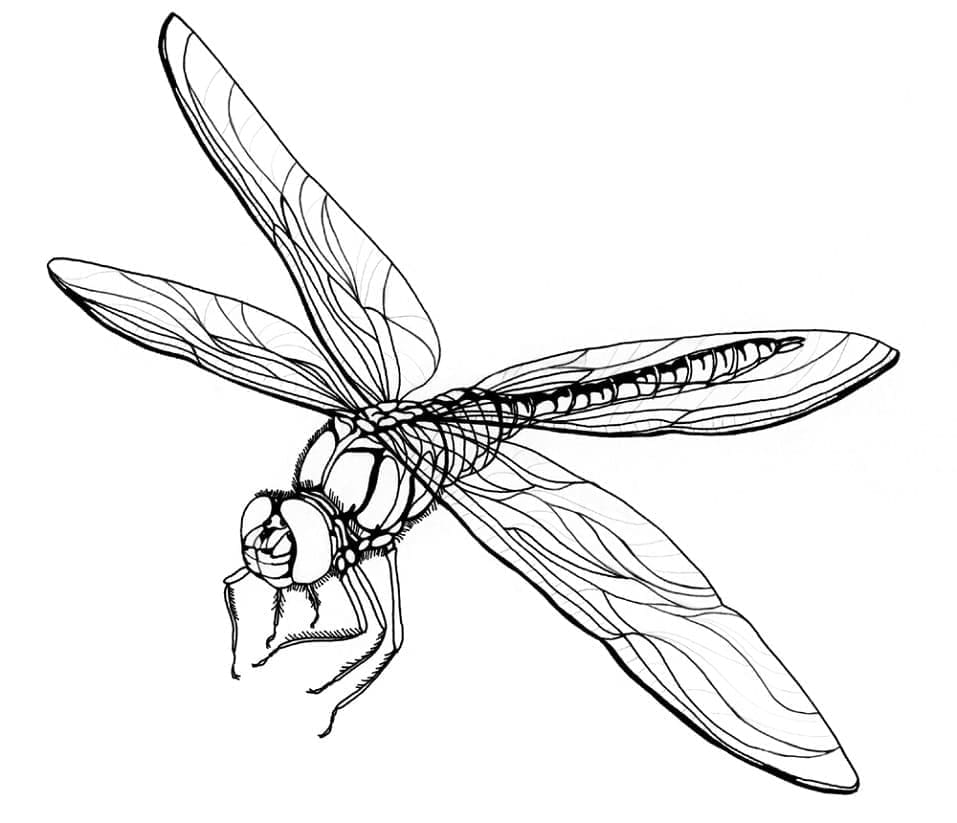 Dragonfly stunning photo coloring page