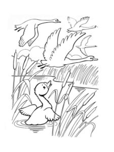 Ugly duckling – a swan – watches ducks soar coloring page