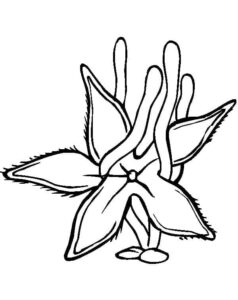 Flower blooming: nature’s beauty coloring page