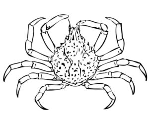 Giant crab spreads its web on sand coloring page