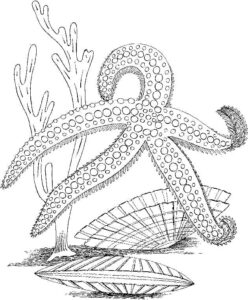 Giant octopus rests on shell coloring page