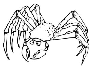 Giant spider crab walks on long legs coloring page