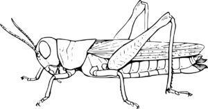 Grasshopper anatomy: a detailed guide coloring page