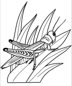 Grasshopper perched on green grass blades coloring page