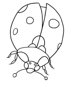 Ladybug opening its wings coloring page