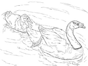 Leading swan, faithful follower coloring page