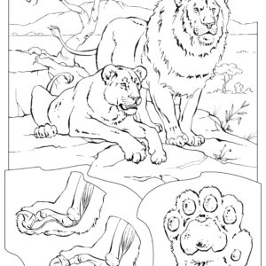 Lion roar: power & rest in nature coloring page