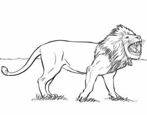 Lion’s silent scream: bared teeth coloring page