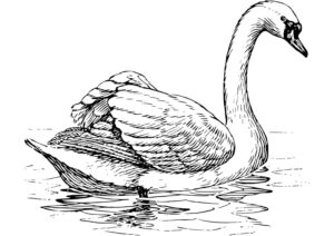 Majestic swan gracefully glides on water coloring page