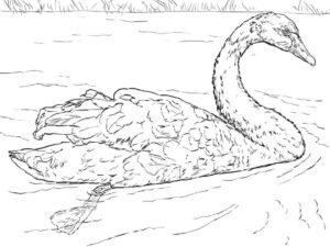 Majestic swan gracefully navigates tranquil waters coloring page