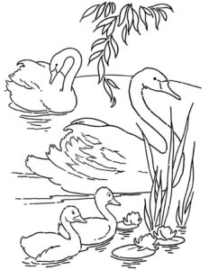 Mother swan & chicks nestled in reeds coloring page