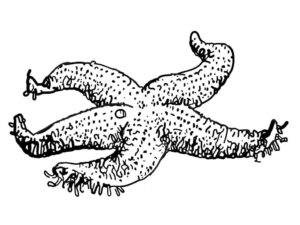 Octopus: amazing facts & photos coloring page