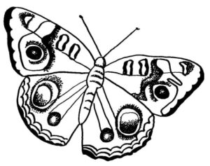 One-winged butterfly with circular wings coloring page