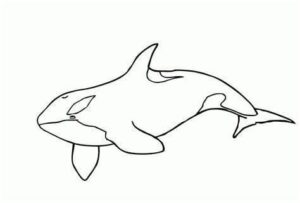 Orca swims: head turn, tail movement coloring page