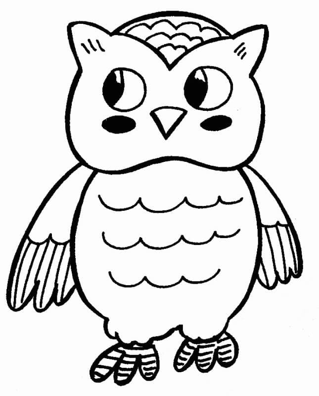 Owl’s striped socks: a surprising sight