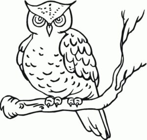 Owl’s watchful eyes scan the night coloring page